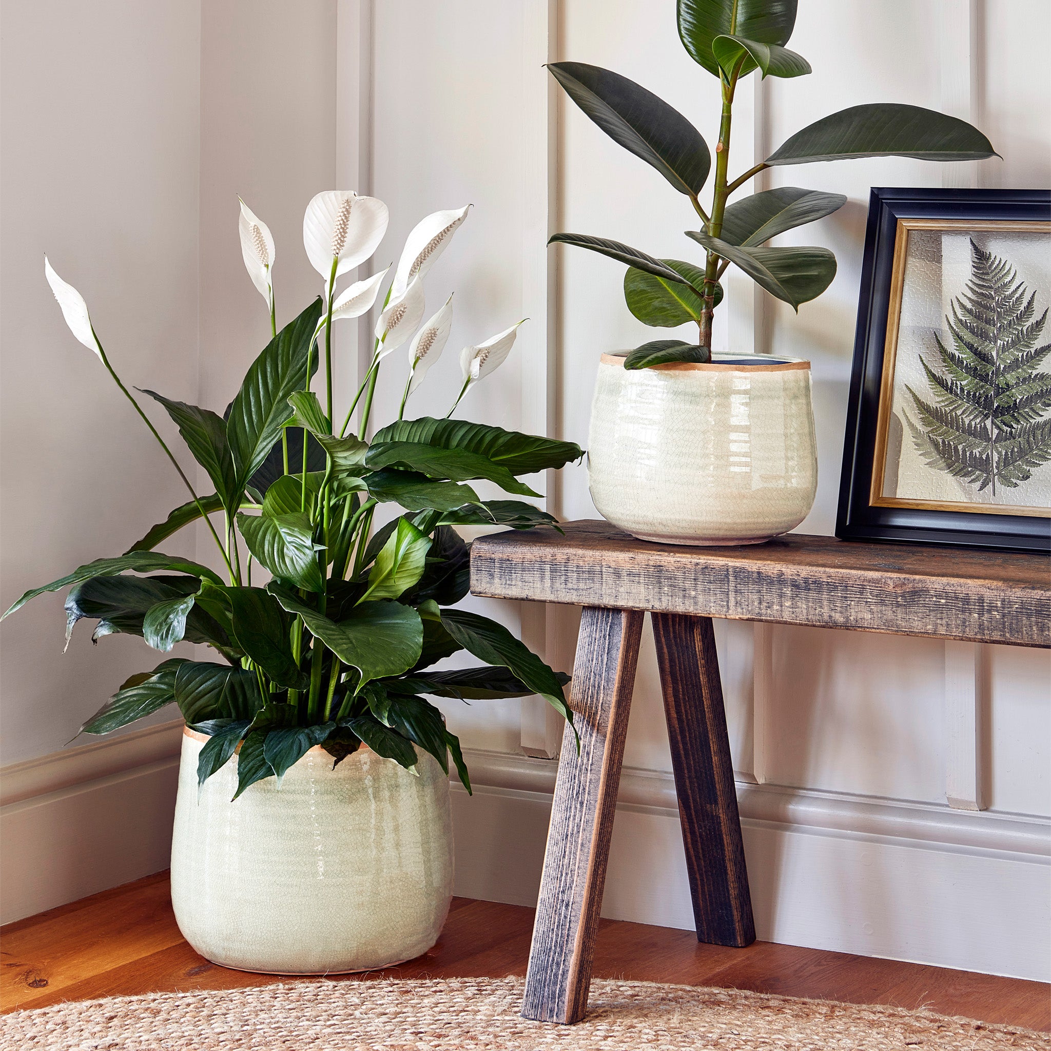 Indoor plants in Ivyline's Pot Como in Ivory sit on a wooden floor next to a rustic bench, accompanied by a framed leaf picture.