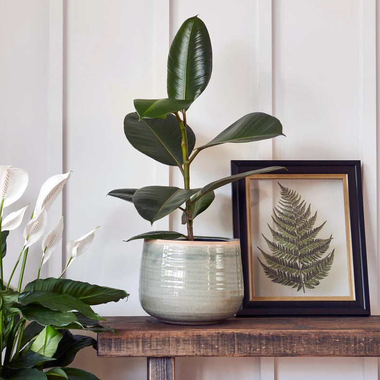 An Ivyline - Pot Como in Mint rests on a wooden shelf beside a framed fern print and another plant with white flowers.