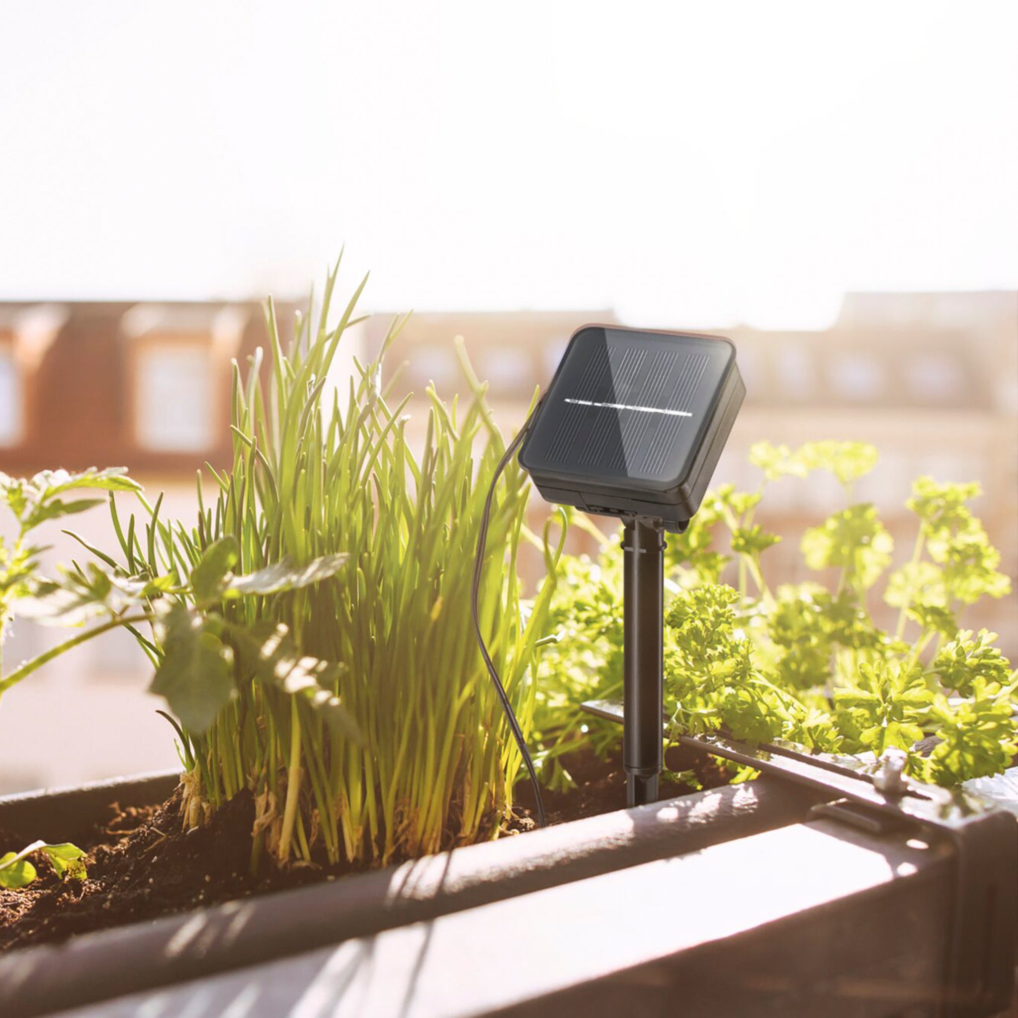 The Paulmann Outdoor Solar LED 3m Strip with Dusk Sensor in Warm White, nestled among lush green plants in a garden bed and illuminated by sunlight, provides an energy-saving solution that is both environmentally friendly and efficient.