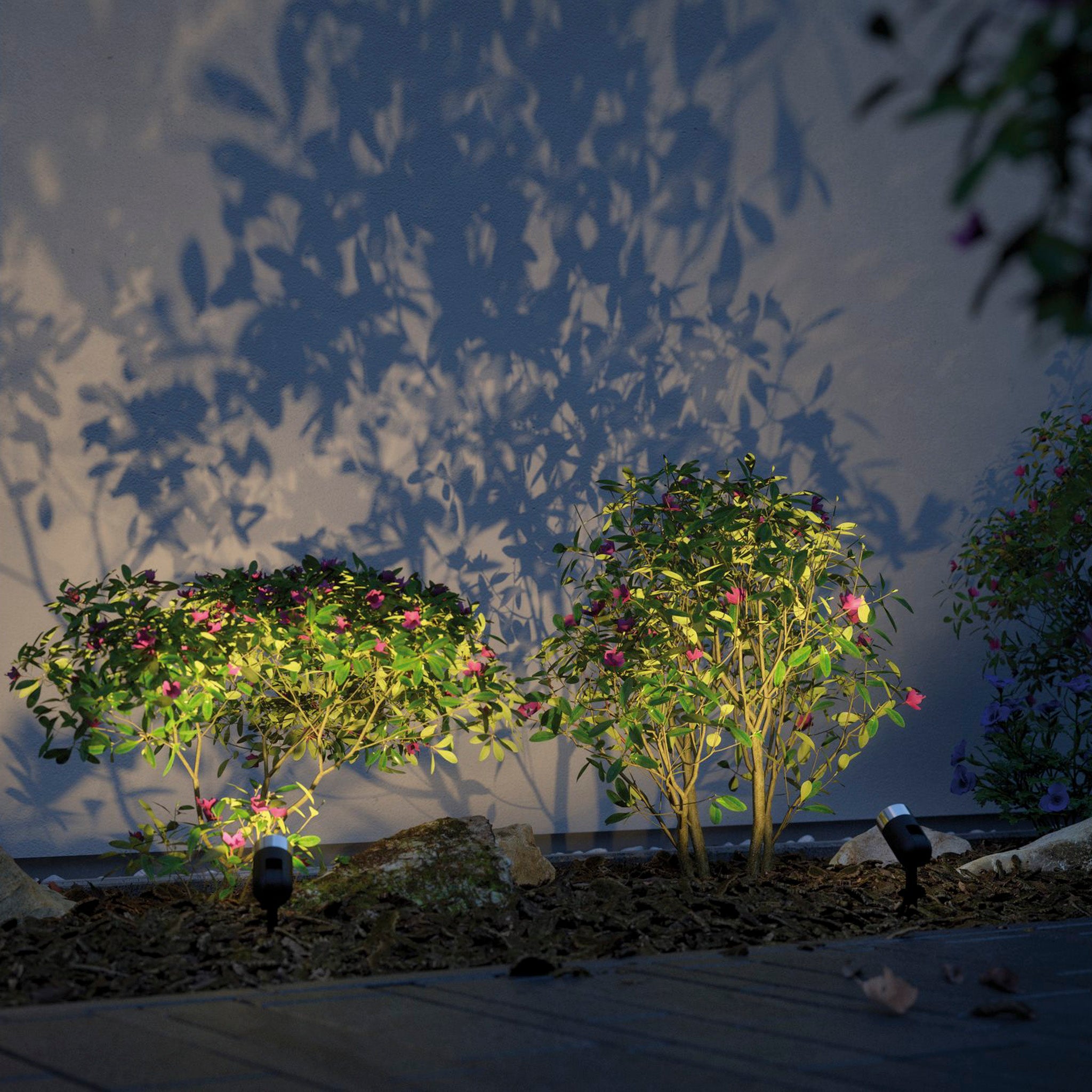Two small bushes with pink flowers are illuminated by the Paulmann - Plug & Shine Outdoor Pike 4.5W LED Warm White Individual Spotlight in Anthracite, casting intricate shadows on a wall behind them.
