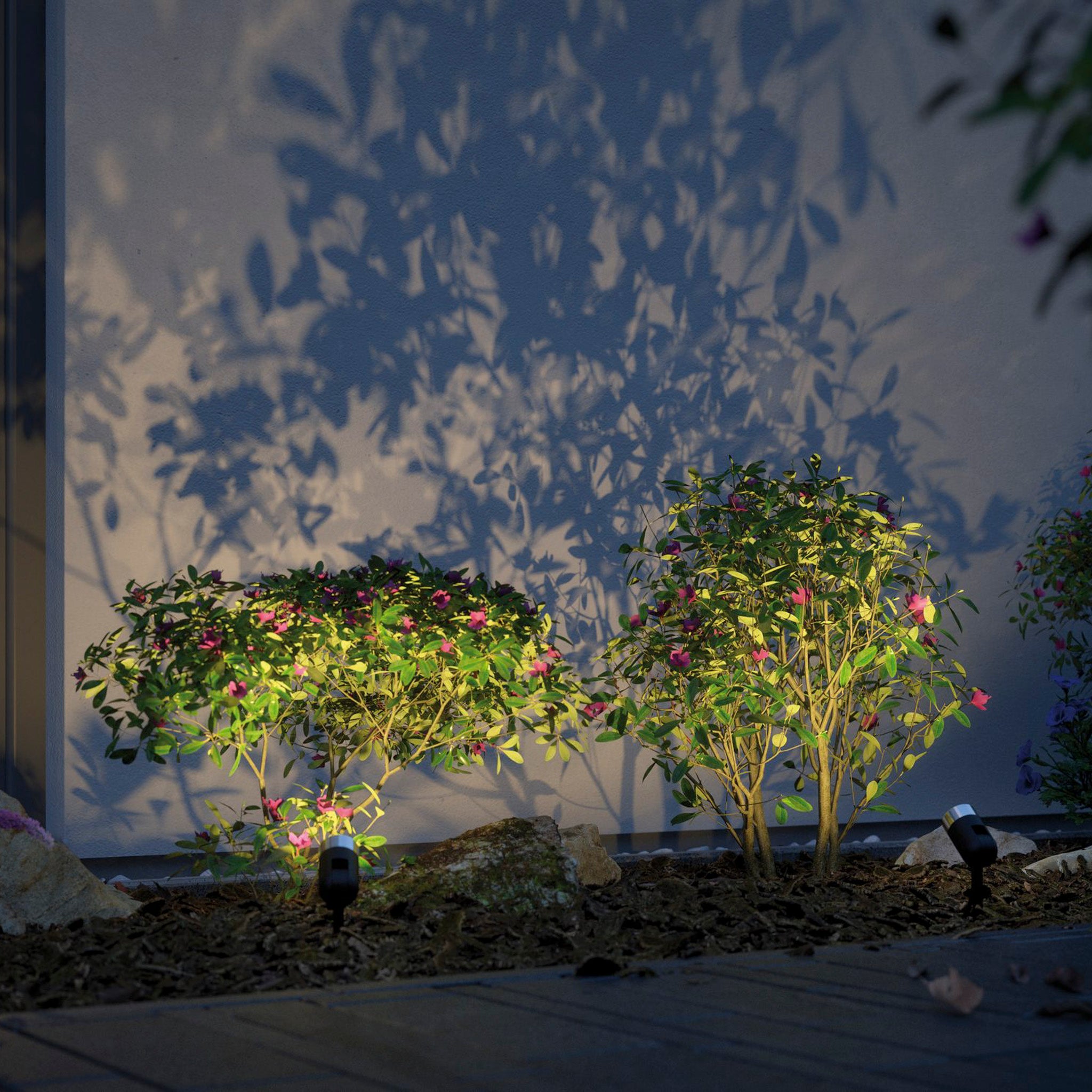 The Paulmann Plug & Shine Outdoor Pike 4.5W LED RGBW Individual Spotlights in Anthracite illuminate two small shrubs with pink flowers, projecting intricate shadows on a wall at night with the enhanced RGBW color change technology supported by Zigbee 3.0.