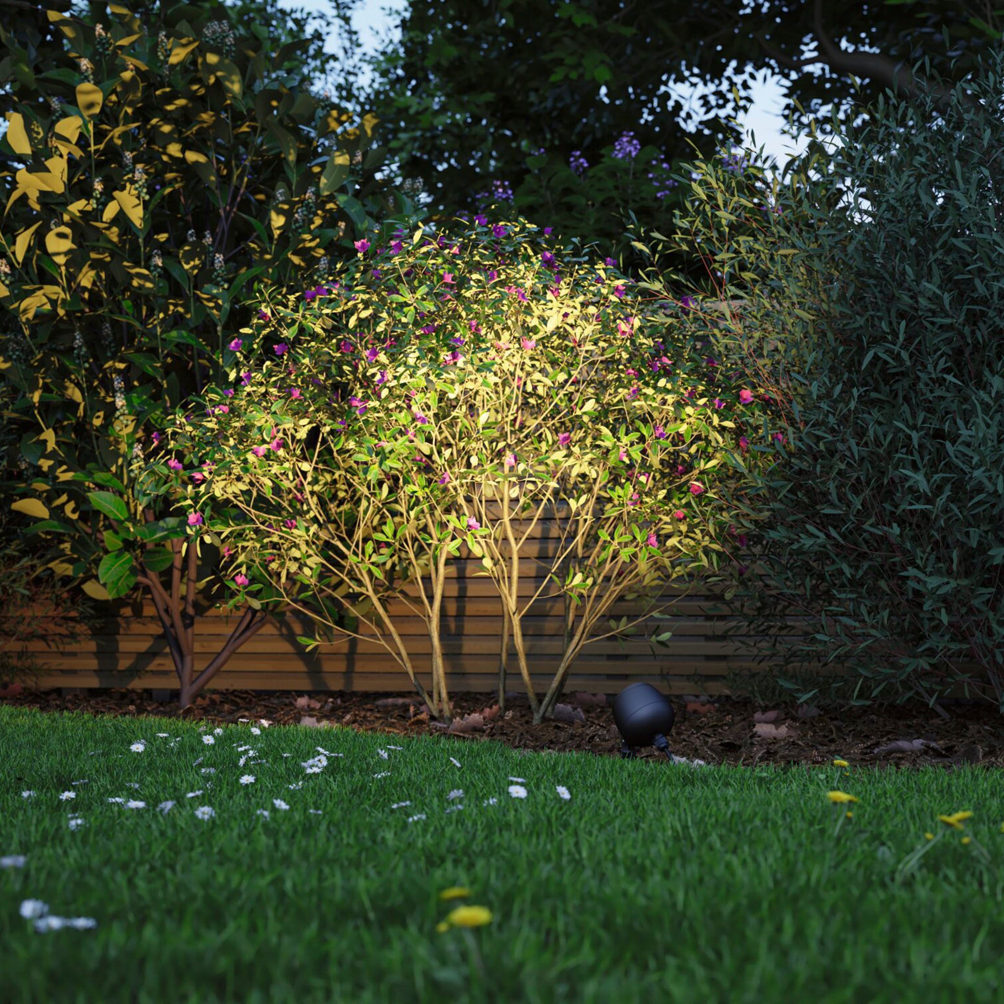 A flowering bush illuminated in a garden at dusk, surrounded by green grass and scattered daisies, is enhanced by the warm white glow of the Paulmann Plug & Shine Outdoor Kikolo 7.2W LED 60 degrees Garden Spotlight in anthracite.