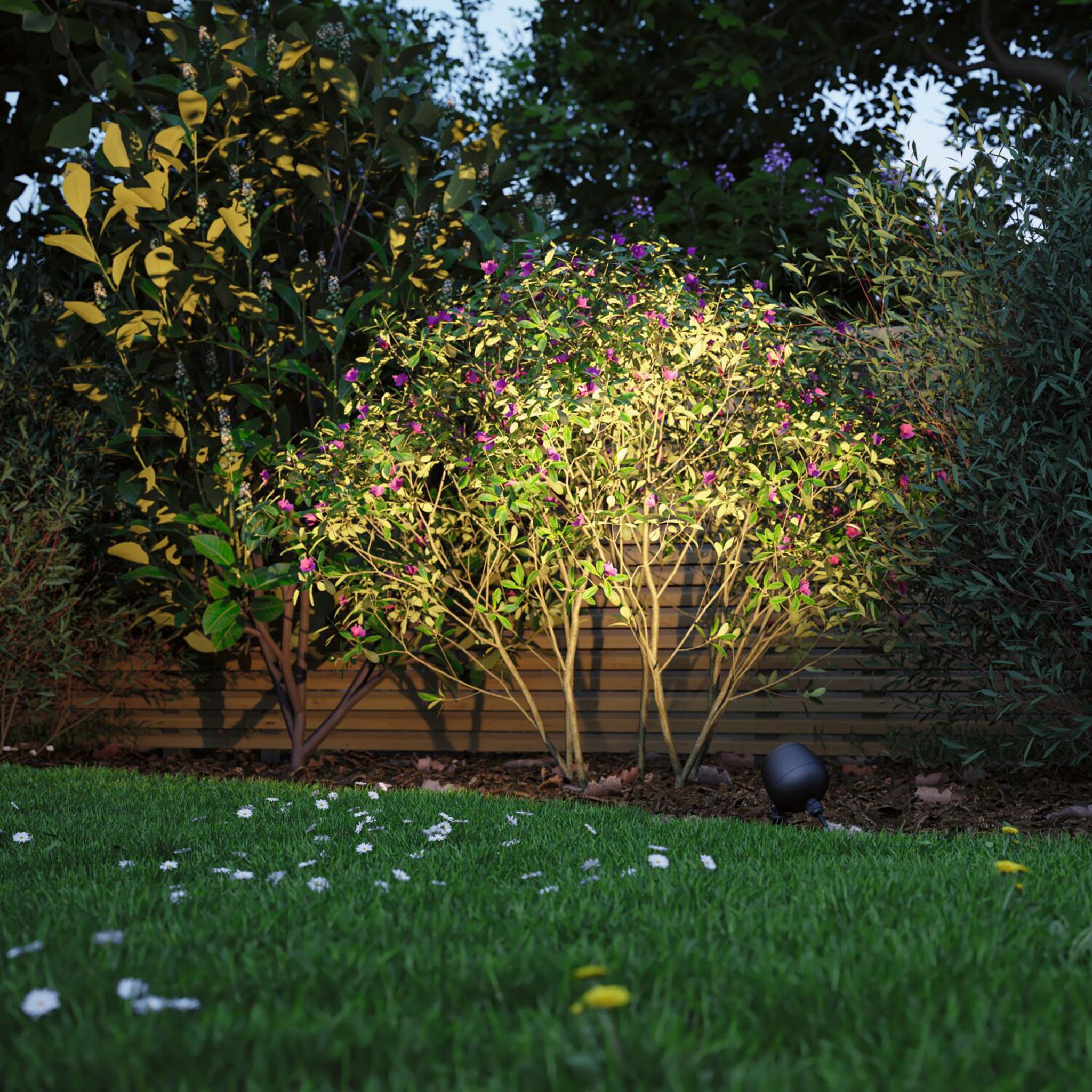 The Paulmann Plug & Shine Outdoor Kikolo 7.2W LED 20 degrees Garden Spotlight in Anthracite casts a warm white light, beautifully illuminating a bush with purple flowers in a garden, surrounded by grass and trees.