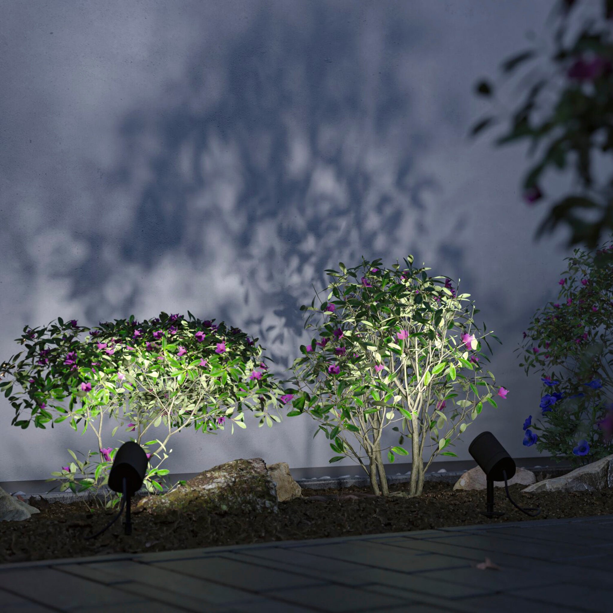 Two small shrubs with purple flowers are illuminated by the Paulmann Plug & Shine Outdoor 6.5W LED Garden Spotlights, which are weather-resistant and equipped with Smart Home Zigbee 3.0 technology in Anthracite. These spotlights cast beautiful shadows on a gray wall and allow for RGBW color changes, adding a vibrant touch to the serene scene.