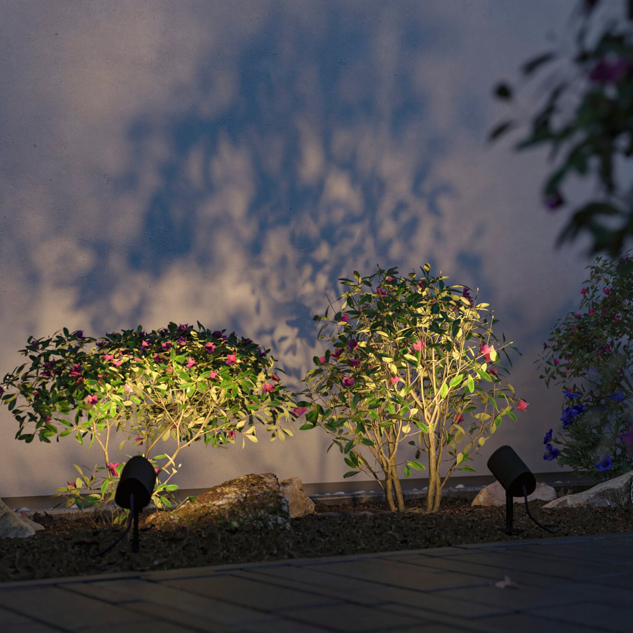 The bushes with small pink flowers are illuminated by the Paulmann Plug & Shine Outdoor 6.5W LED Garden Spotlight in Anthracite, casting intricate shadows on a light-colored wall. This weather-resistant spotlight utilizes Smart Home Zigbee 3.0 technology to ensure reliability, enhancing the scene's beauty with subtlety and precision.
