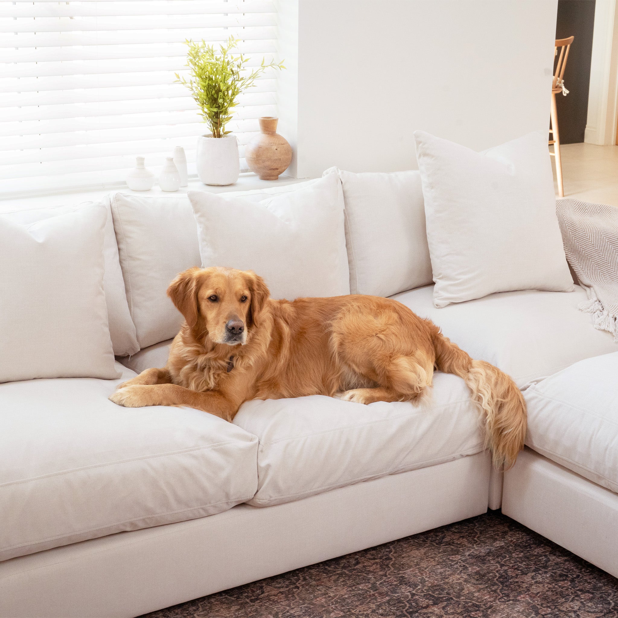 A golden retriever relaxes on the Hampshire Modular Corner Sofa in Ivory, featuring luxurious duck feather and down cushions in a bright, cozy living room.
