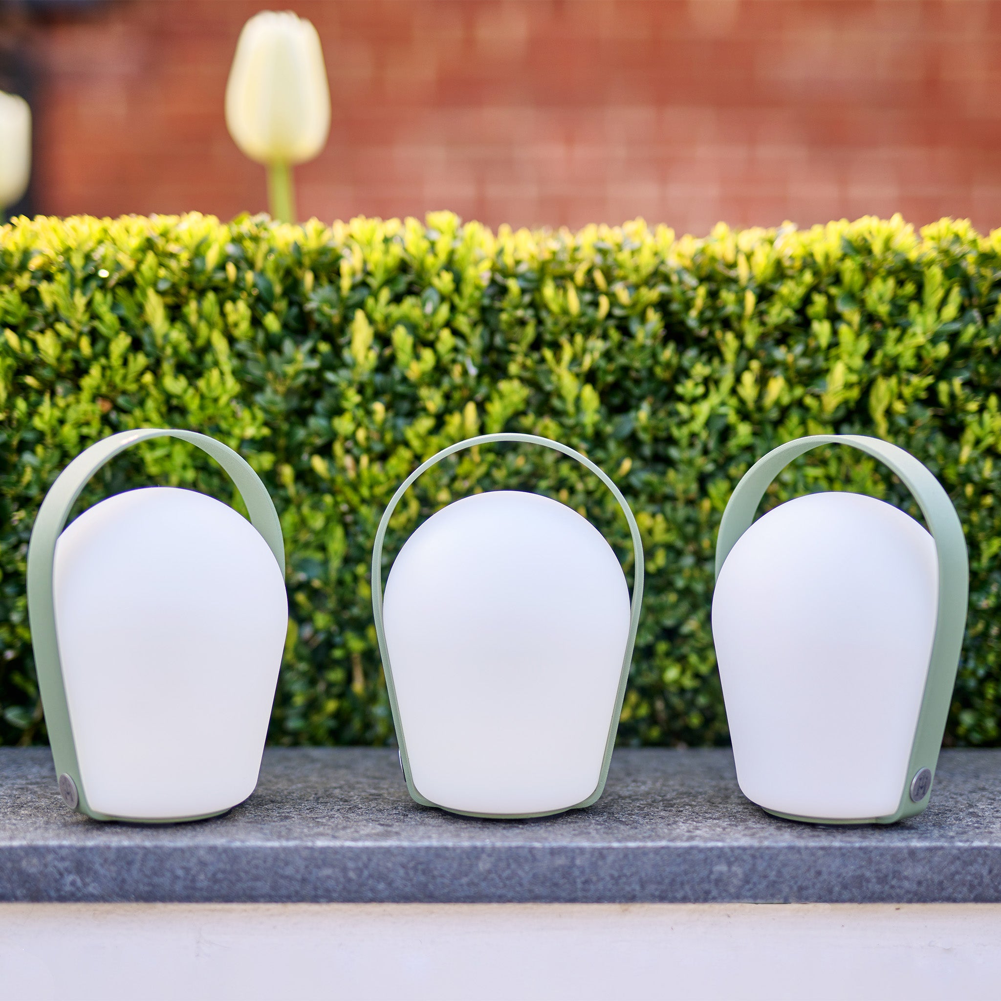Three Bob Small Table Lights in Sage Green, featuring a rechargeable function, sit on a ledge with a neatly trimmed hedge and a tulip in the background.